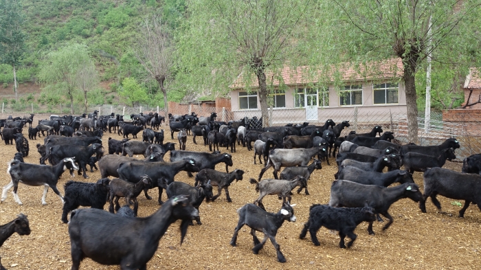 农业农村局良种站采集无角山羊3000支冻精,200枚胚胎进行保护留存